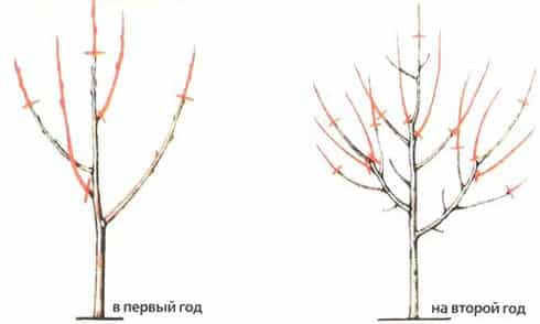 pruning apricots
