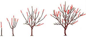 مخطط تقليم الكرز وتشكيل الشجرة ، متى يكون ذلك أفضل وكيف يتم القيام به بشكل صحيح