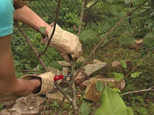 How to properly prune cherries in spring, summer and autumn to have a good harvest