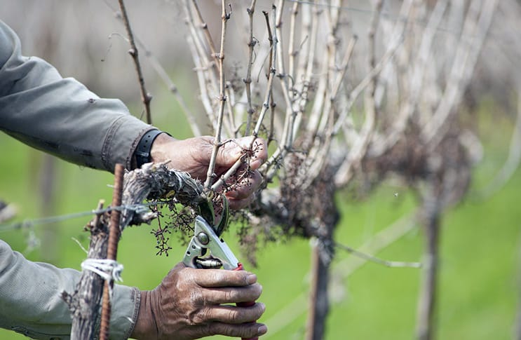grape pruning