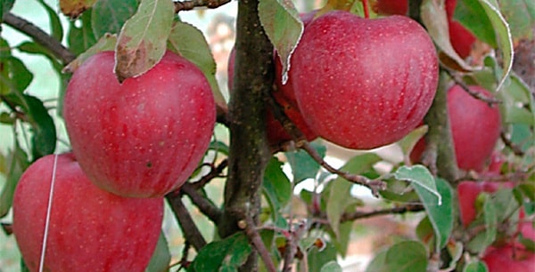 zrelé jablká