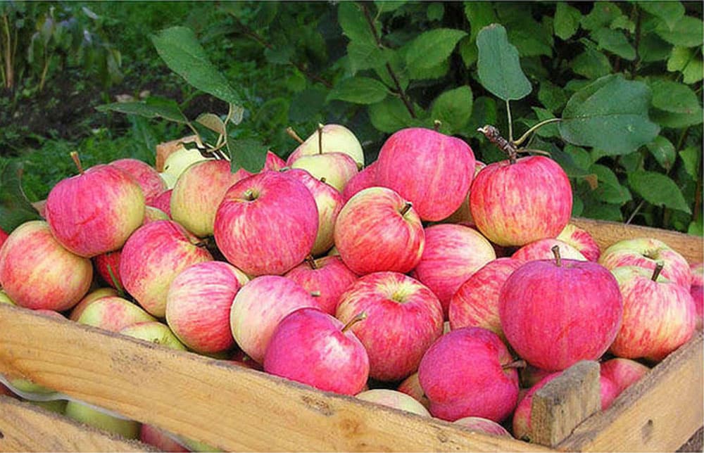 nogatavojušies āboli