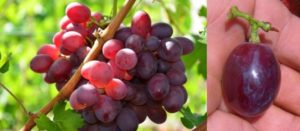 Description and characteristics of grapes varieties in Memory of the teacher, history and pros and cons