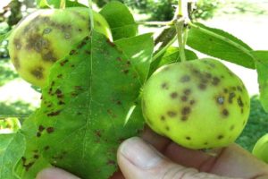Anzeichen und Behandlung von Schorf auf einem Apfelbaum, wie man mit Drogen und Volksheilmitteln umgeht