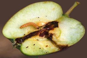 Methods of dealing with a moth on an apple tree, how to process it to get rid of