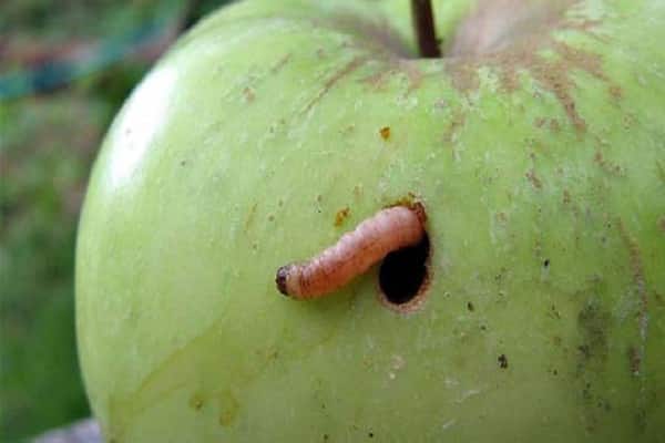 polilla de la manzana