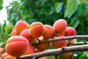 Proč meruňkový květ, ale nenese ovoce, důvody a co s tím dělat