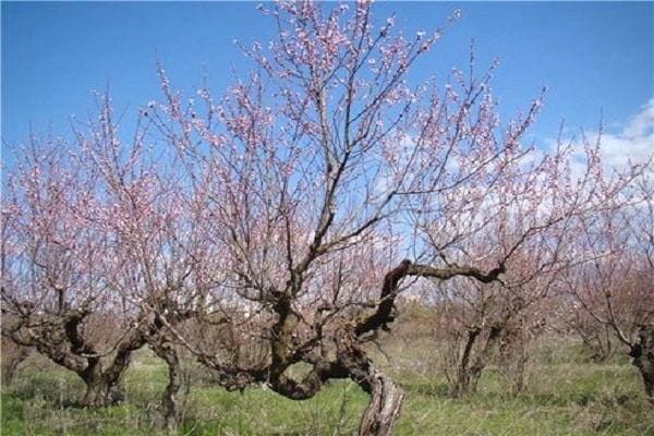 meruňkový strom