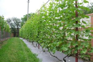 Why grapes do not bloom and bear fruit and what to do, preventive measures