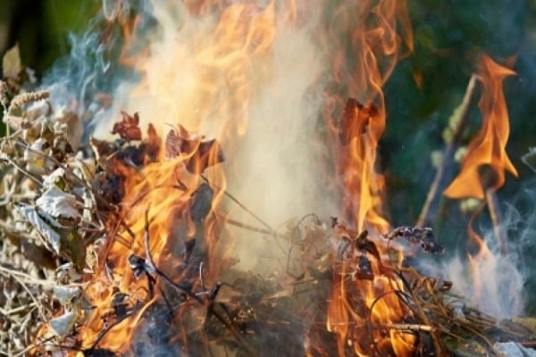 burn the leaves