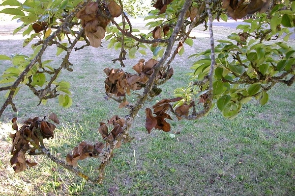 drying apple tree