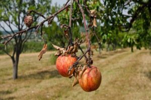 Waarom drogen individuele takken aan een appelboom en wat te doen om de boom te genezen?