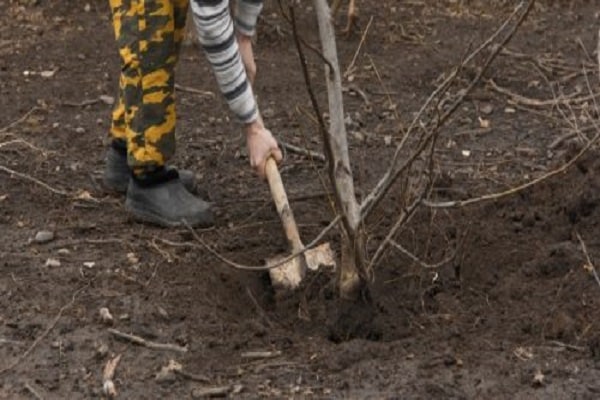 gräva ett träd