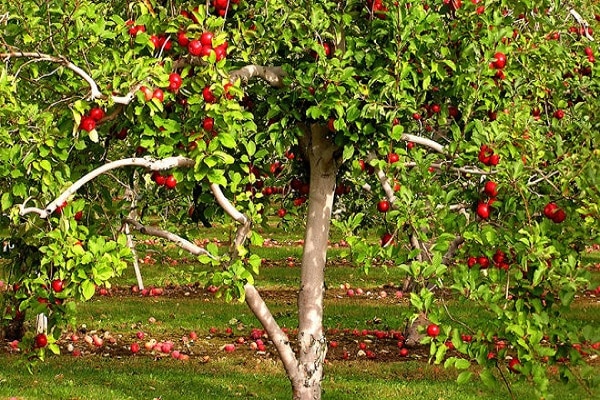 yetişkin bir elma ağacı