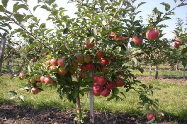unge æbletræer
