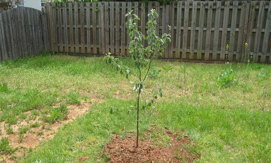 ültetés egy almafa