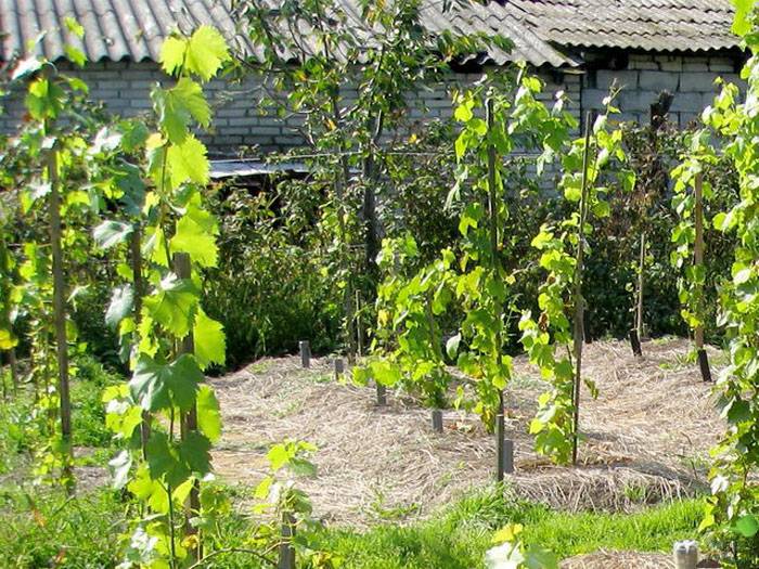 ültetés szőlő