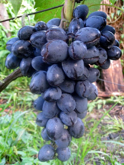 krakkede druer