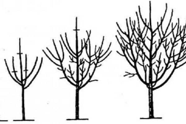 crown formation