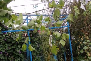 Kā pavairot vīnogas ar gaisīgiem un zaļiem slāņiem pavasarī, vasarā un rudenī