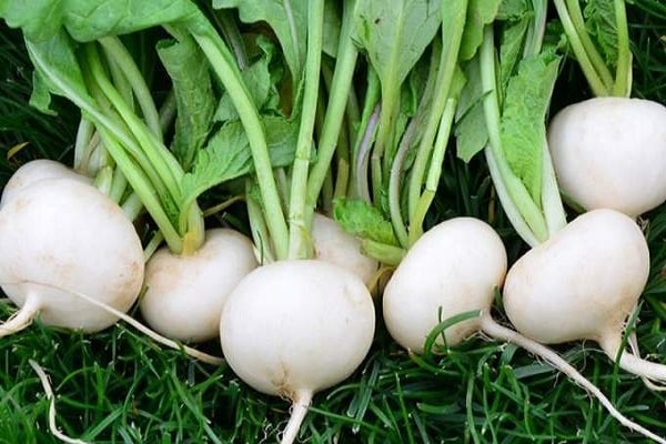 puting turnip