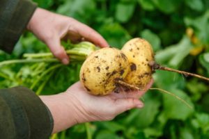 Growing and caring for turnips in the open field, planting dates, how much it grows and when it ripens