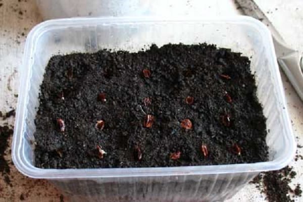 sowing seedlings