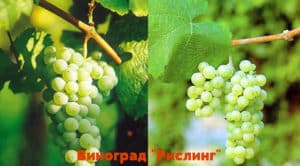 Riesling vīnogu selekcijas apraksts un vēsture, tās audzēšanas noteikumi