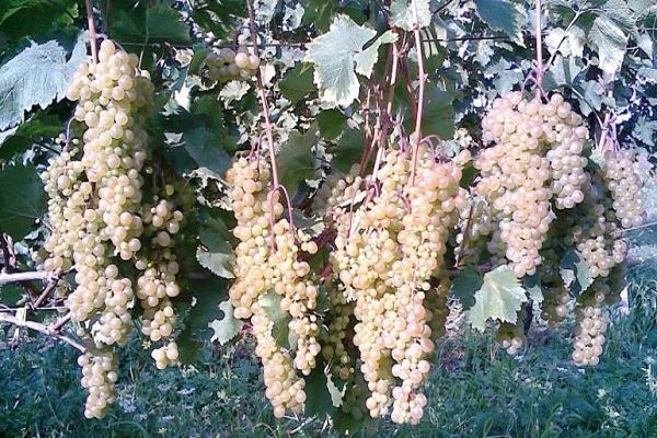 mlado grožđe