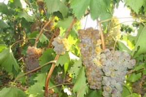 Description and characteristics of Rkatsiteli grapes, breeding history and rules of care