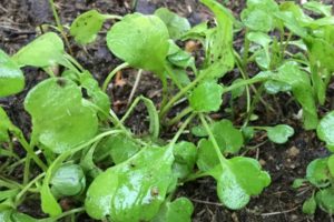 Anbau von Rucola auf freiem Feld aus Samen und Setzlingen, Anpflanzung und Pflege des Landes