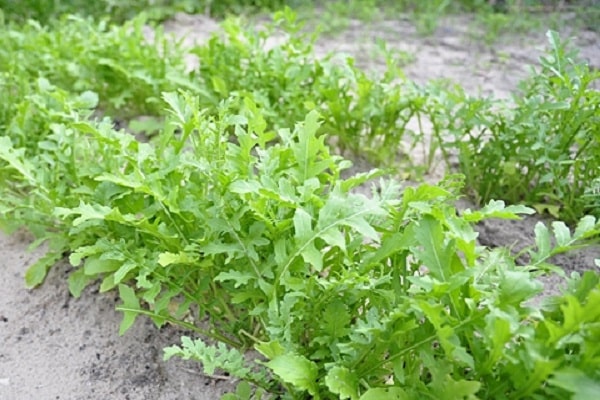 növekvő sült saláta kitûnõ
