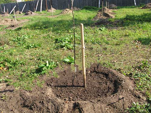 planting an apple tree