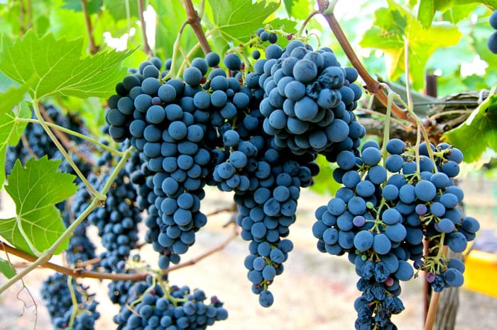 Sangiovese druiven
