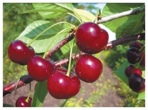 Vyšnių veislės „Apukhtinskaya“ aprašymas ir ypatybės, sodinimas ir priežiūra