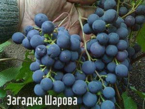 Vīnogu šķirnes apraksts un īpašības Riddle Sharova, stādīšanas un kopšanas noteikumi