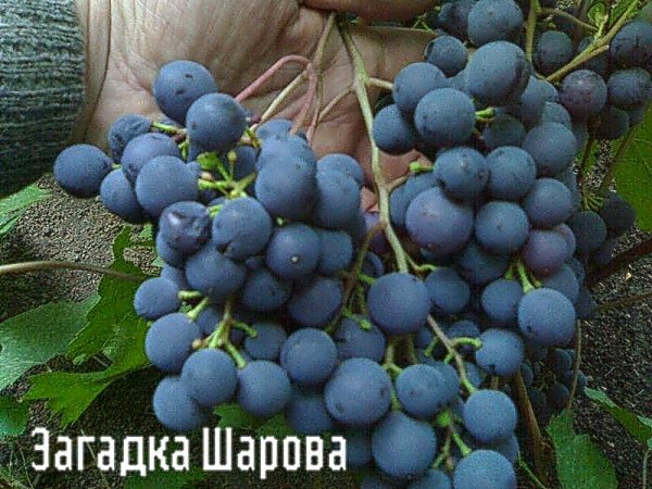 enigma dell'uva di Sharov