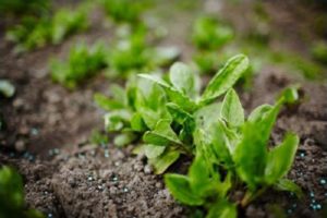 How to plant sorrel and care for it in the open field, how to feed it after cutting