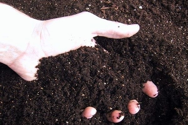 talaj előkészítése