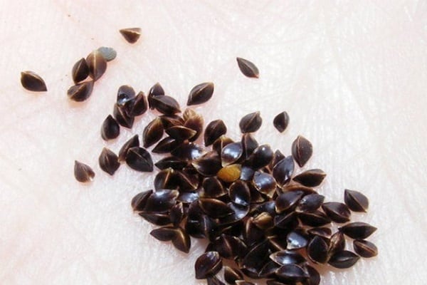 schwarzen Samen