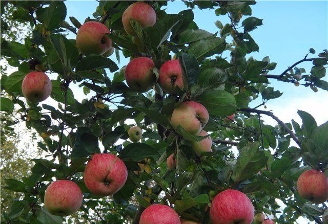 ripe apples