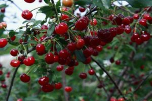 Opis opis najlepszych odmian wiśni syberyjskiej, sadzenia i pielęgnacji w terenie otwartym
