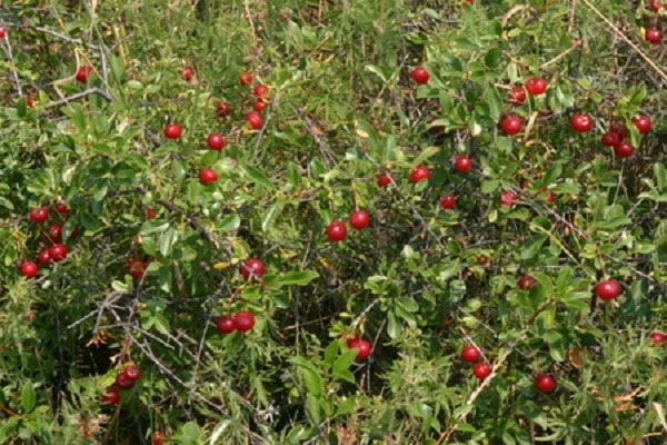 Subbotinskaya shrub