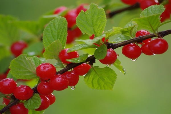 ripening ng mga berry