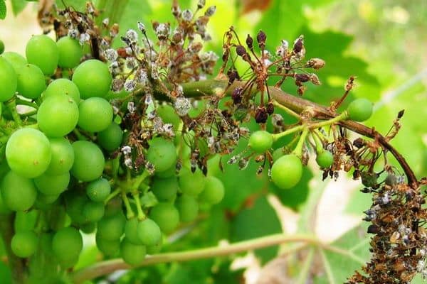 enfermedades de la uva