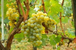 Paglalarawan ng Solaris fruit grapes at mga katangian nito, pros at cons