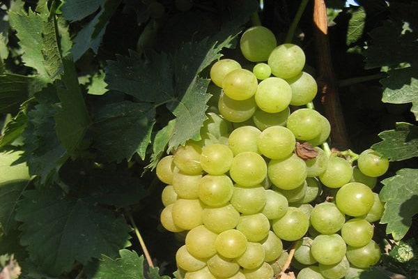 Chasselas grožđe