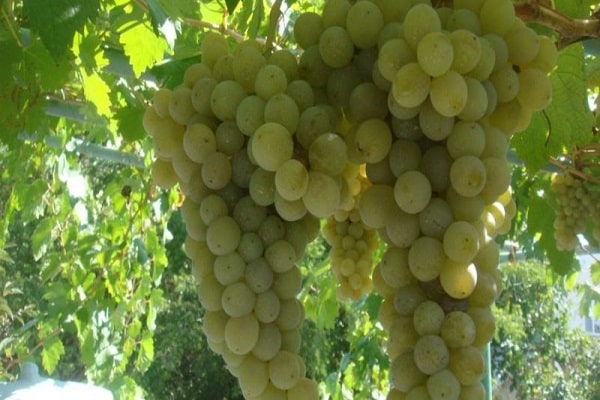 arbustos de uva