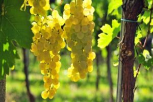 Description and characteristics of Chasselas grape varieties, planting and care rules