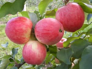 Opis i cechy odmiany jabłoni Iyulskoe Chernenko, historia i uprawa